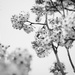 Blossoming by tina_mac