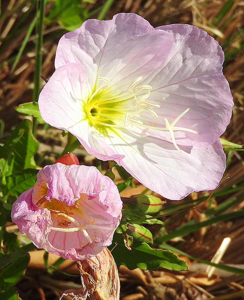 PINK flowers in the sun by homeschoolmom