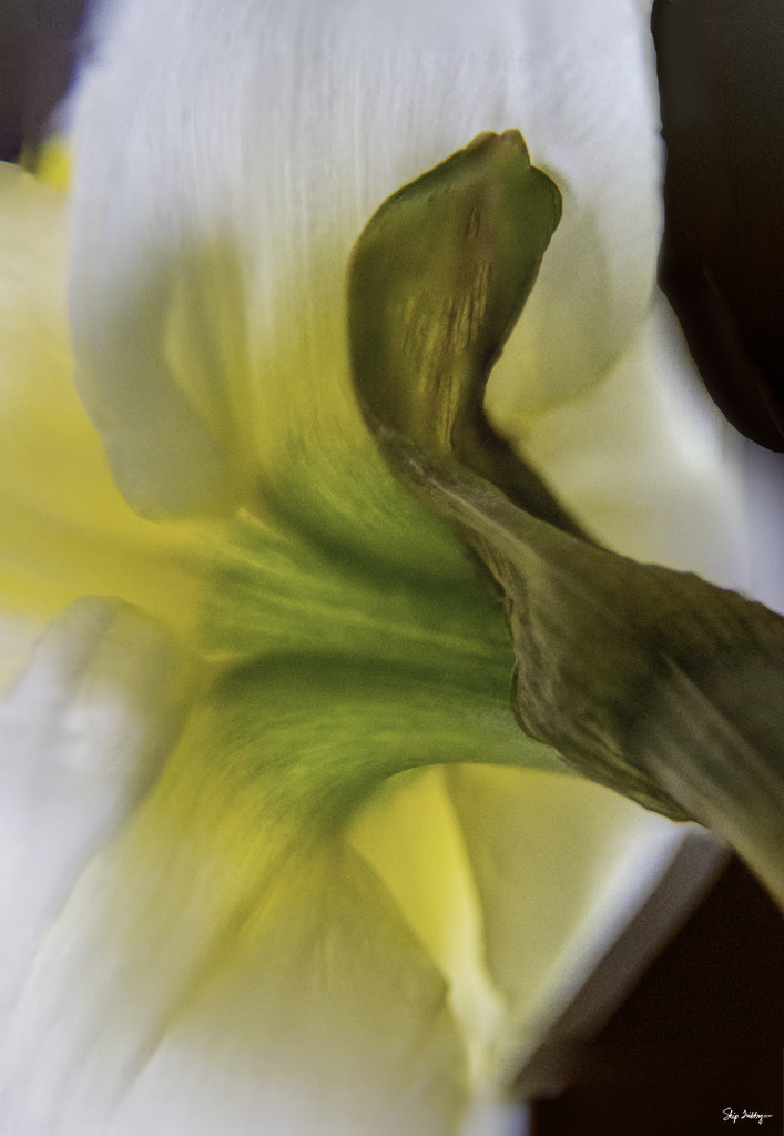 Backside of a Narcissus  by skipt07