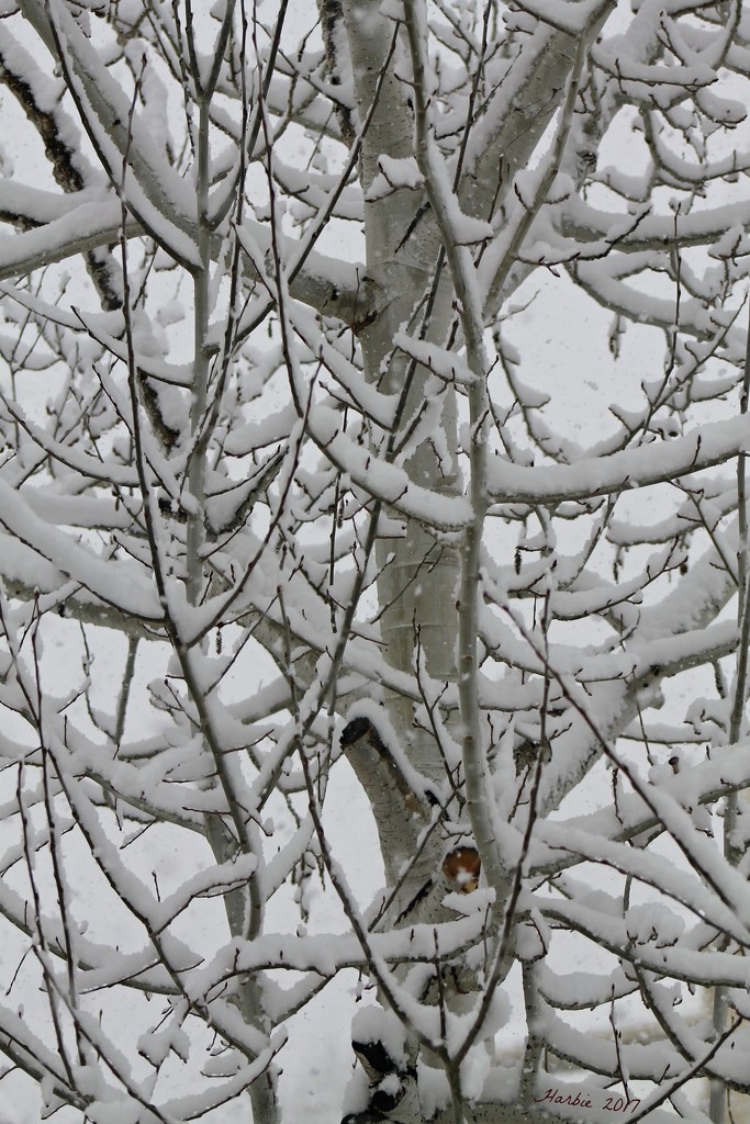 Snowy Aspen Branches by harbie