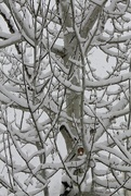 5th Apr 2017 - Snowy Aspen Branches