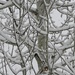 Snowy Aspen Branches by harbie