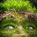 The green giant - Heligan by swillinbillyflynn