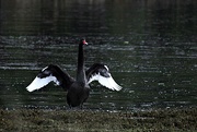 6th Apr 2017 - Black Swan winging it