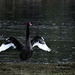 Black Swan winging it by kiwinanna
