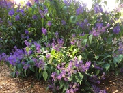 3rd Apr 2017 - Purple bush