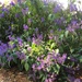 Purple bush by alia_801
