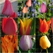 Tulips by 365anne