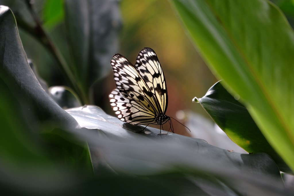 Butterfly by dkbarnett