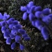DSCN0960 grape hyacinth by marijbar