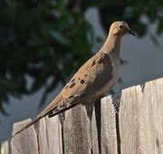 6th Apr 2017 - Mourning Dove