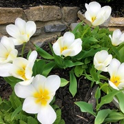 5th Apr 2017 - White Tulips