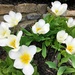 White Tulips by yogiw