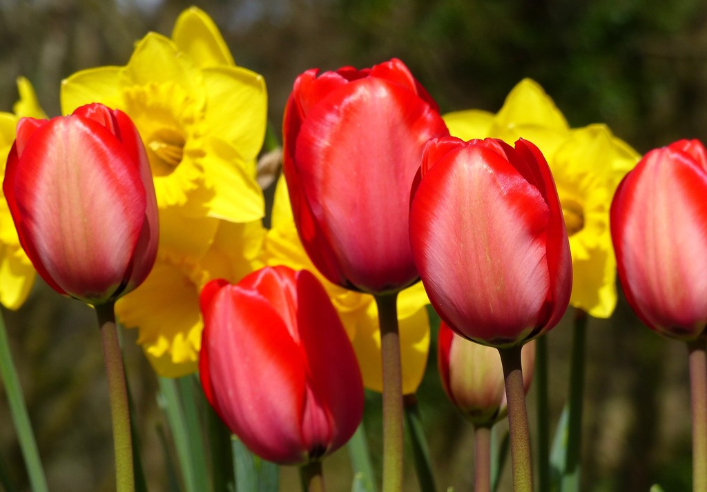 Tulips and Daffodils by susiemc