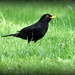 Mr BLackbird by rosiekind