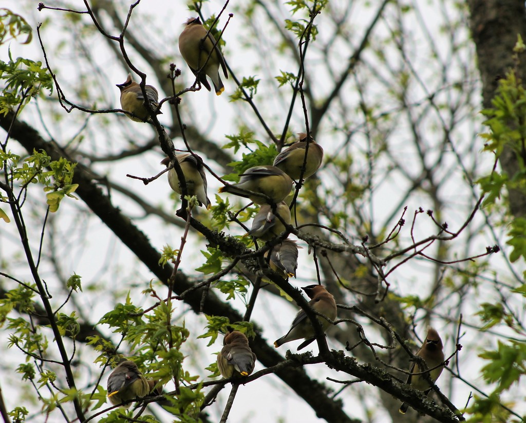 Waxwing Huddle by cjwhite
