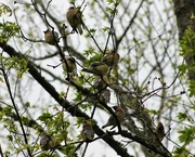 6th Apr 2017 - Waxwing Huddle