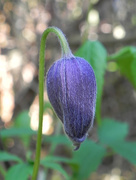 1st Apr 2017 - Clematis bud