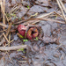 Emerging Pitcherplant by berelaxed