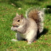 Squirrel sized by emma1231