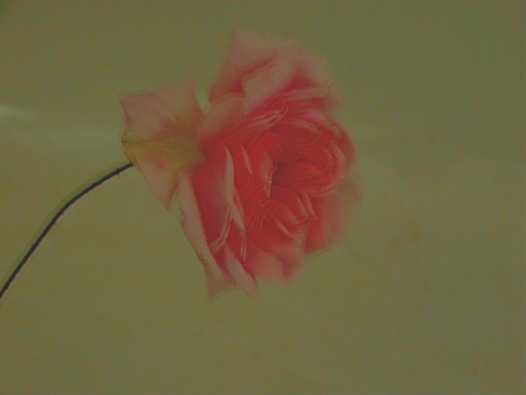 A wee rose.. by maggiemae