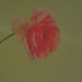 A wee rose.. by maggiemae