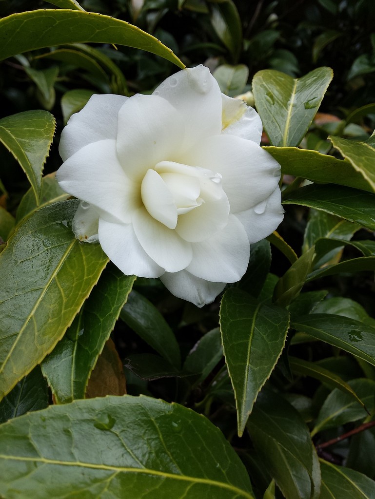 White Camellia by kimmer50