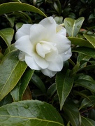 6th Apr 2017 - White Camellia