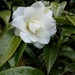 White Camellia by kimmer50