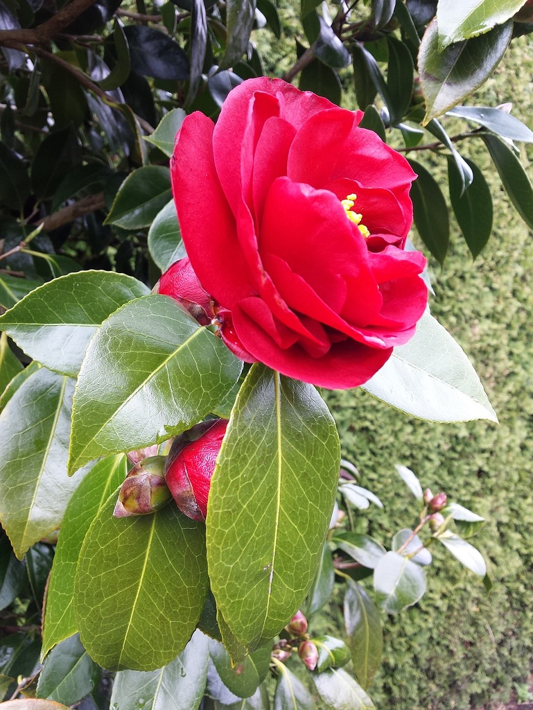 Red Camellia by kimmer50