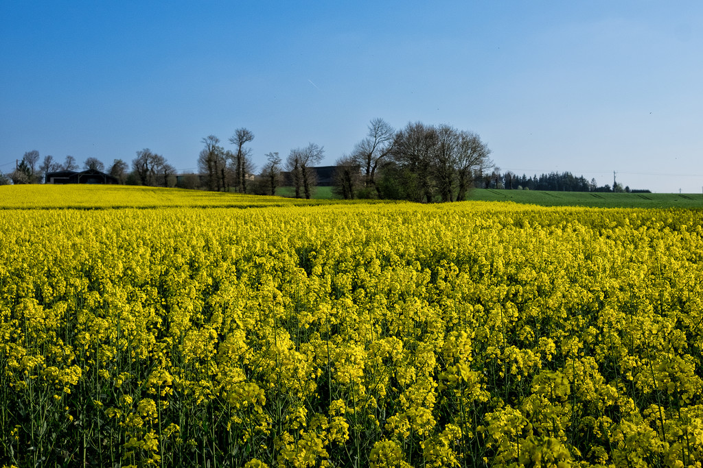 PLAY April - Fuji 27mm f/2.8: Countryside Colours by vignouse