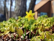5th Apr 2017 - First Daffodil in the Garden
