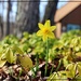 First Daffodil in the Garden by olivetreeann