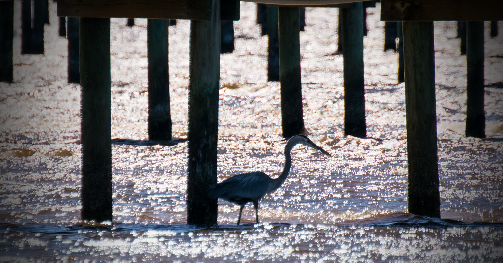 Blue Heron Amongst the Pilings! by rickster549