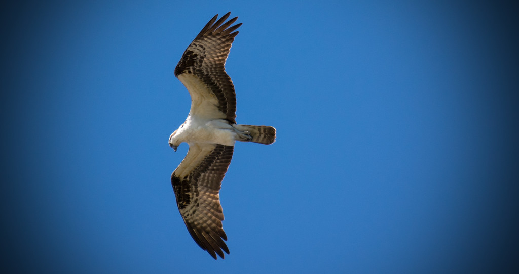 Osprey Riding the Wiind! by rickster549