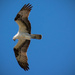 Osprey Riding the Wiind! by rickster549