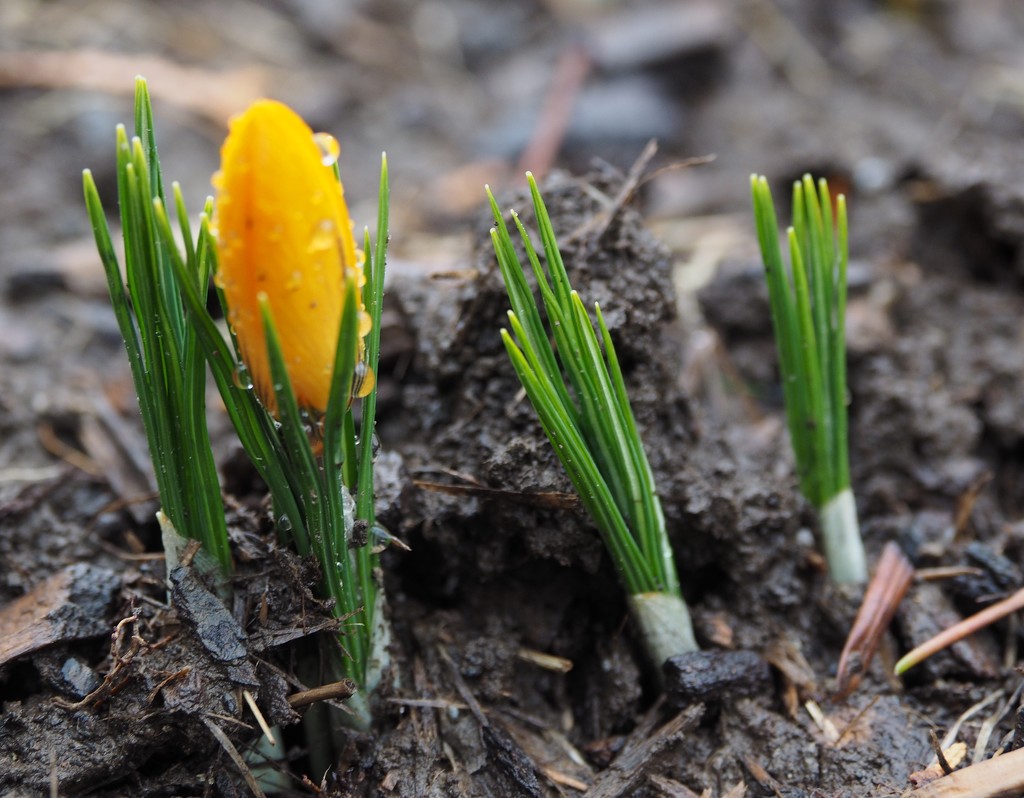 First Flower by selkie