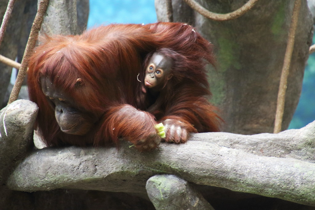 Orangutan And Baby by randy23