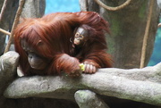 6th Apr 2017 - Orangutan And Baby