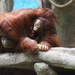 Orangutan And Baby by randy23