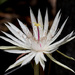 White Epiphyllum by kerenmcsweeney