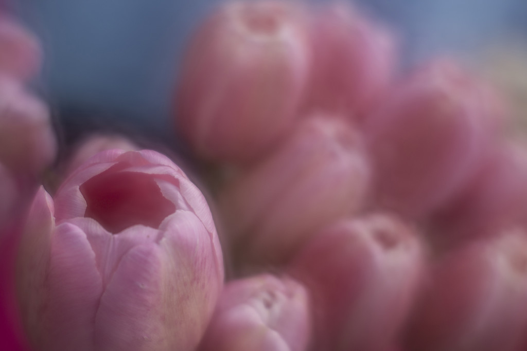 Pretty Pink Tulips  by pdulis