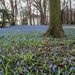 Siberian Squill Carpet level by rminer