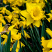 Daffodil Portrait by rminer