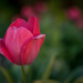 Tulip in Evening Light by ckwiseman