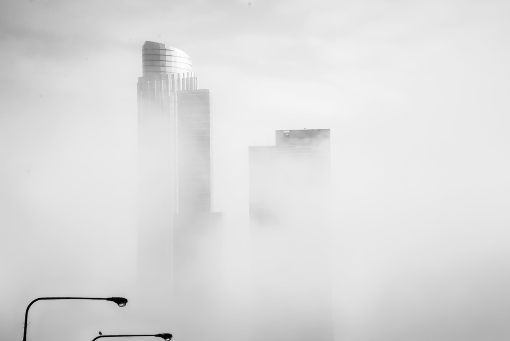 Bird on the Light in the Fog in the City by taffy