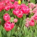 Tons of Tulips by harbie