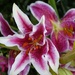 pink lilies by quietpurplehaze