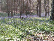 7th Apr 2017 - Bluebell wood