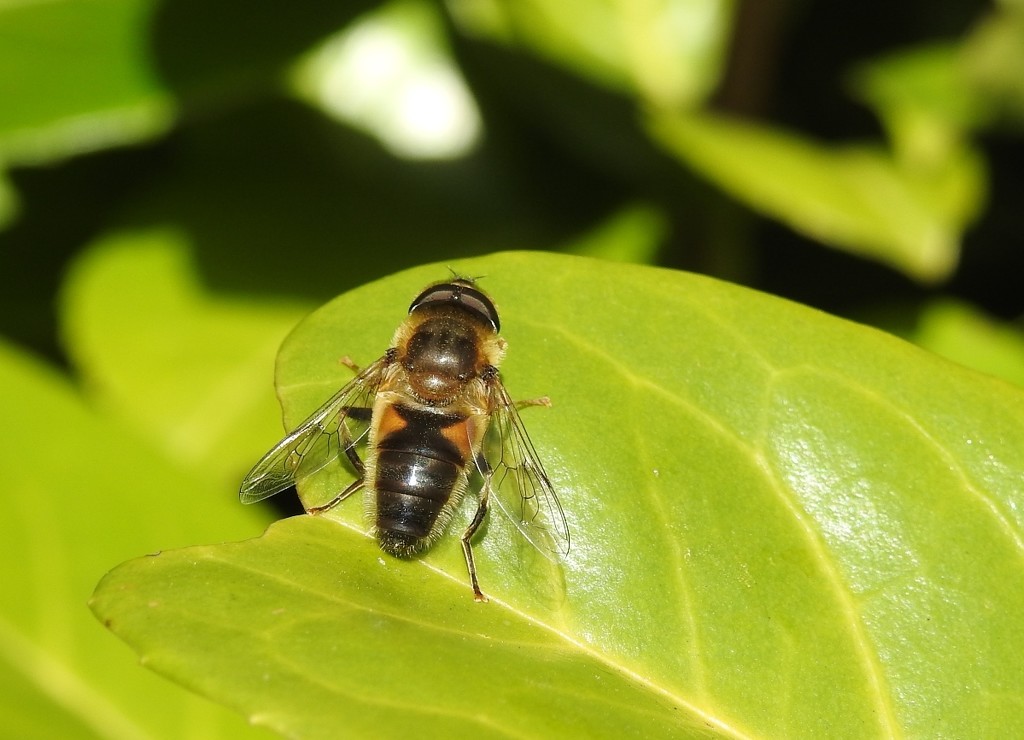 Hoverfly by roachling